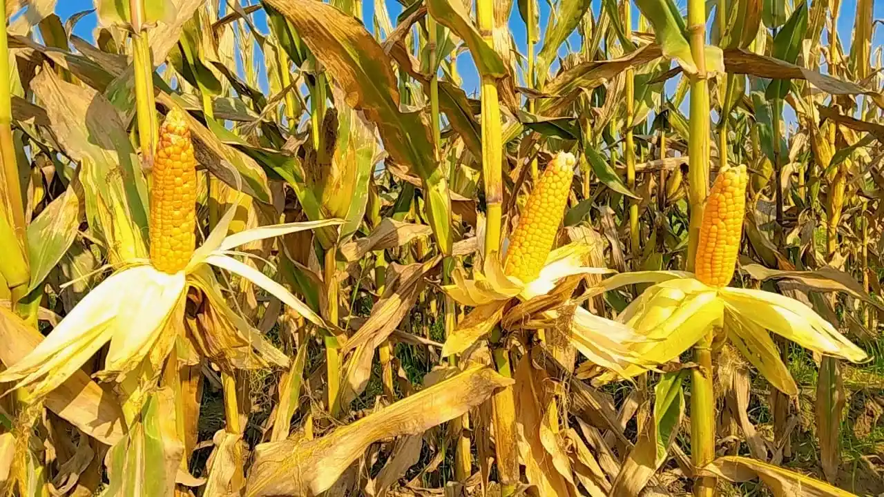 The Future is Green: Embracing Sustainable Agriculture and Soil Health