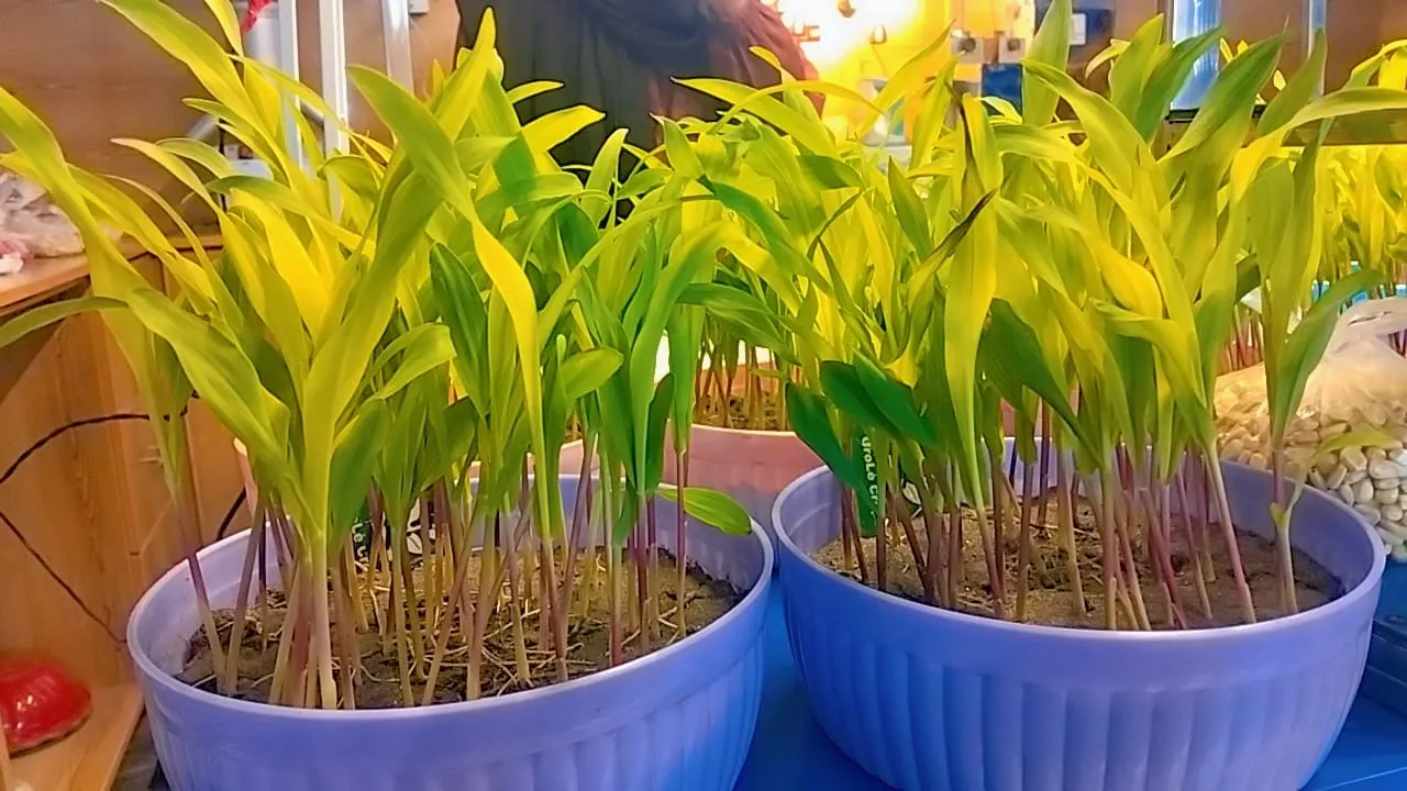 Smart Plant Protection: Safeguarding Your Harvest Naturally