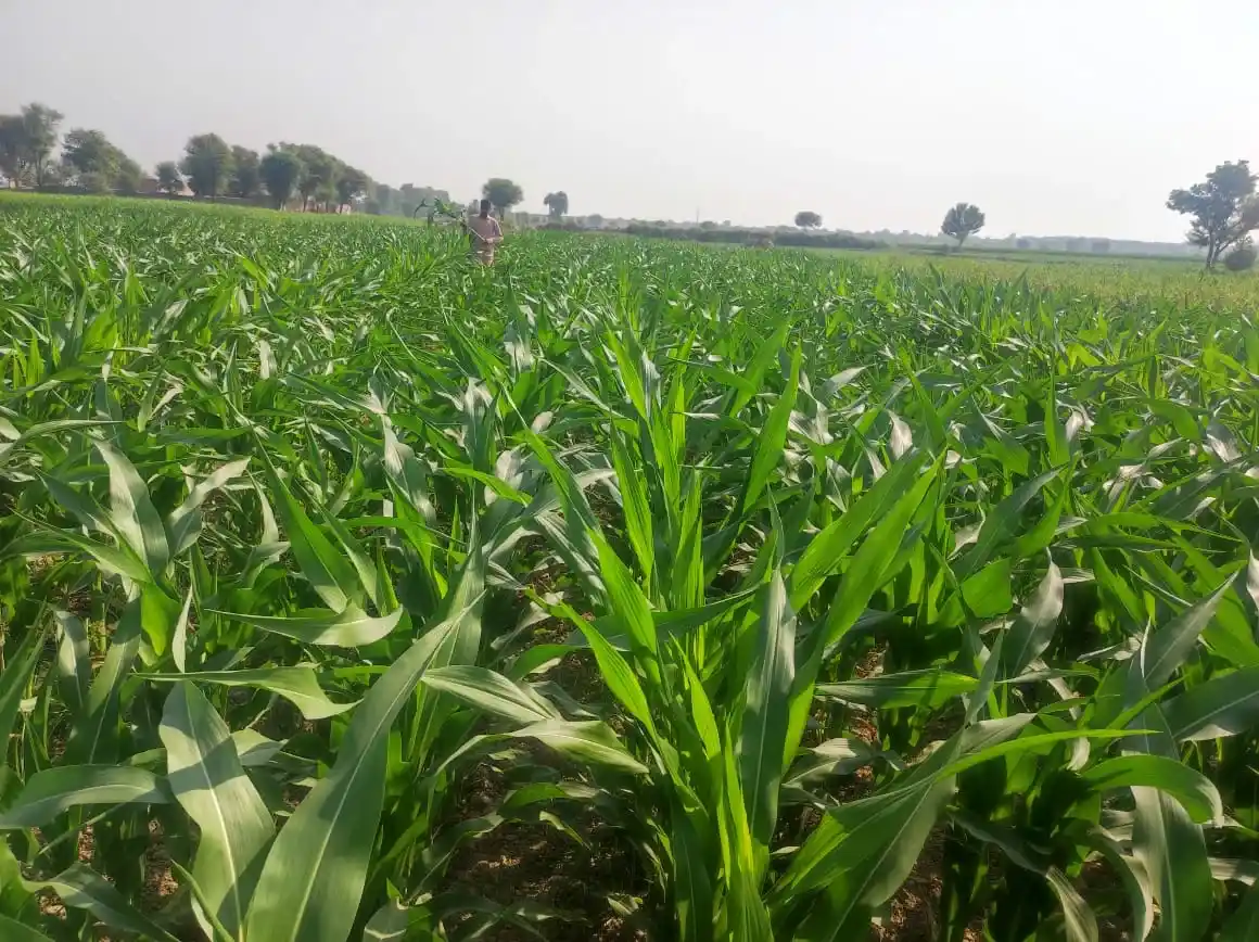 The Revolution of Hybrid Seeds: Boosting Yields for the Modern Farmer