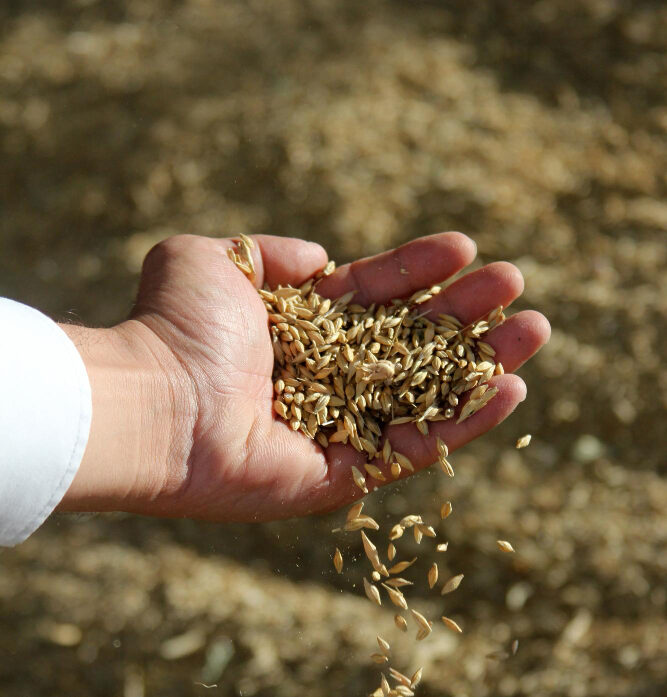 Seed production