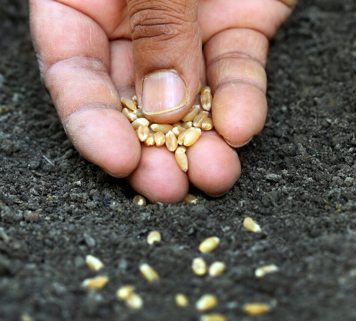 Seed Tolling